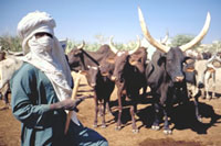 Nialaoudo, un berger bororo
