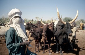 Des nomades dont l'univers tourne autour de leurs animaux, des zébus noirs aux reflets rouges et aux immenses cornes blanches.